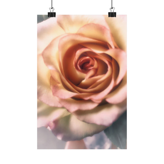 Romance Pink Rose Matte Posters