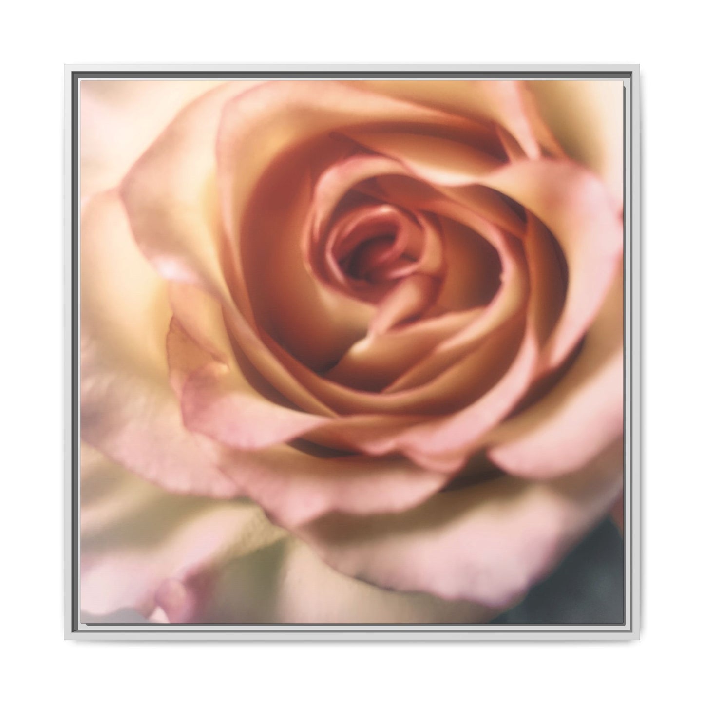 Romance Pink Rose Matte Framed Canvas