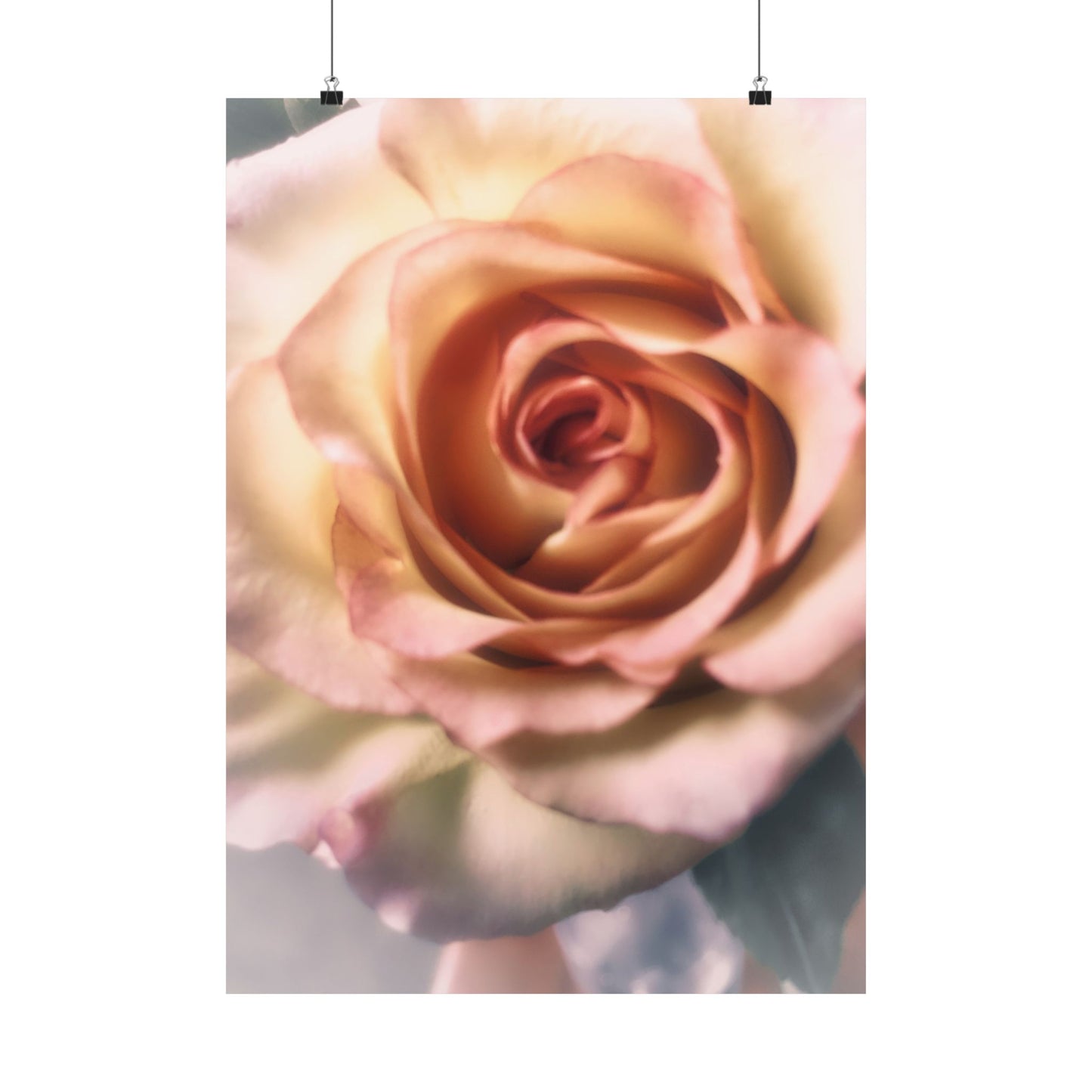 Romance Pink Rose Matte Posters