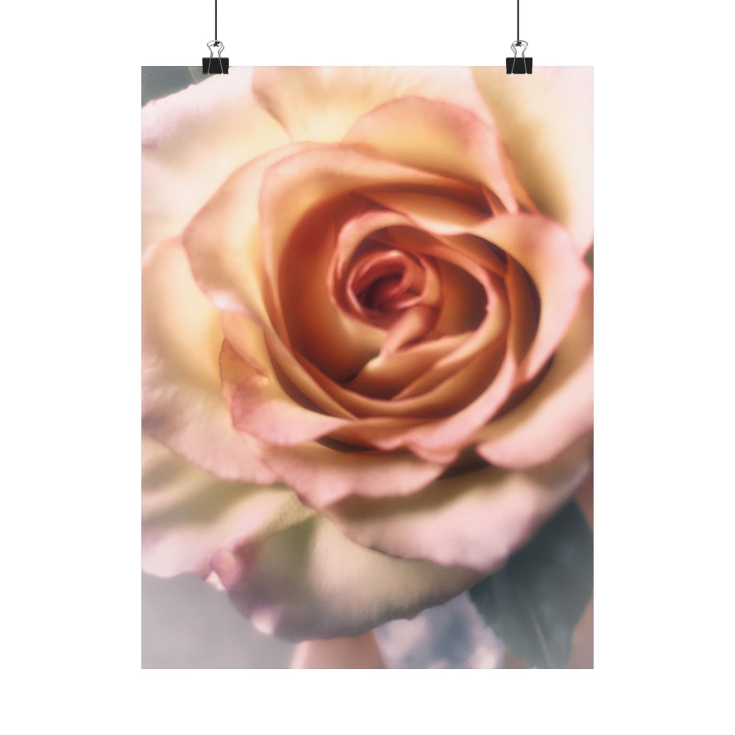 Romance Pink Rose Matte Posters