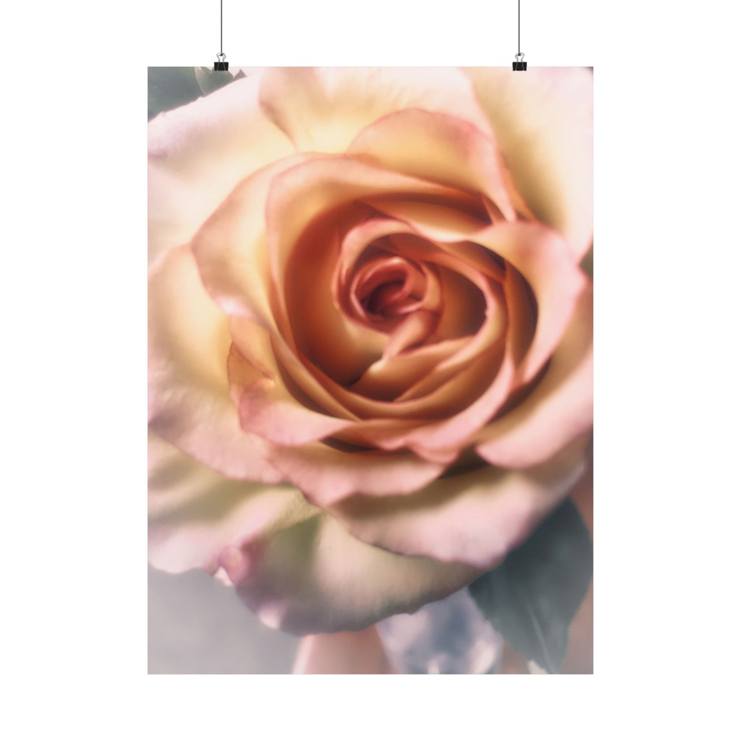 Romance Pink Rose Matte Posters