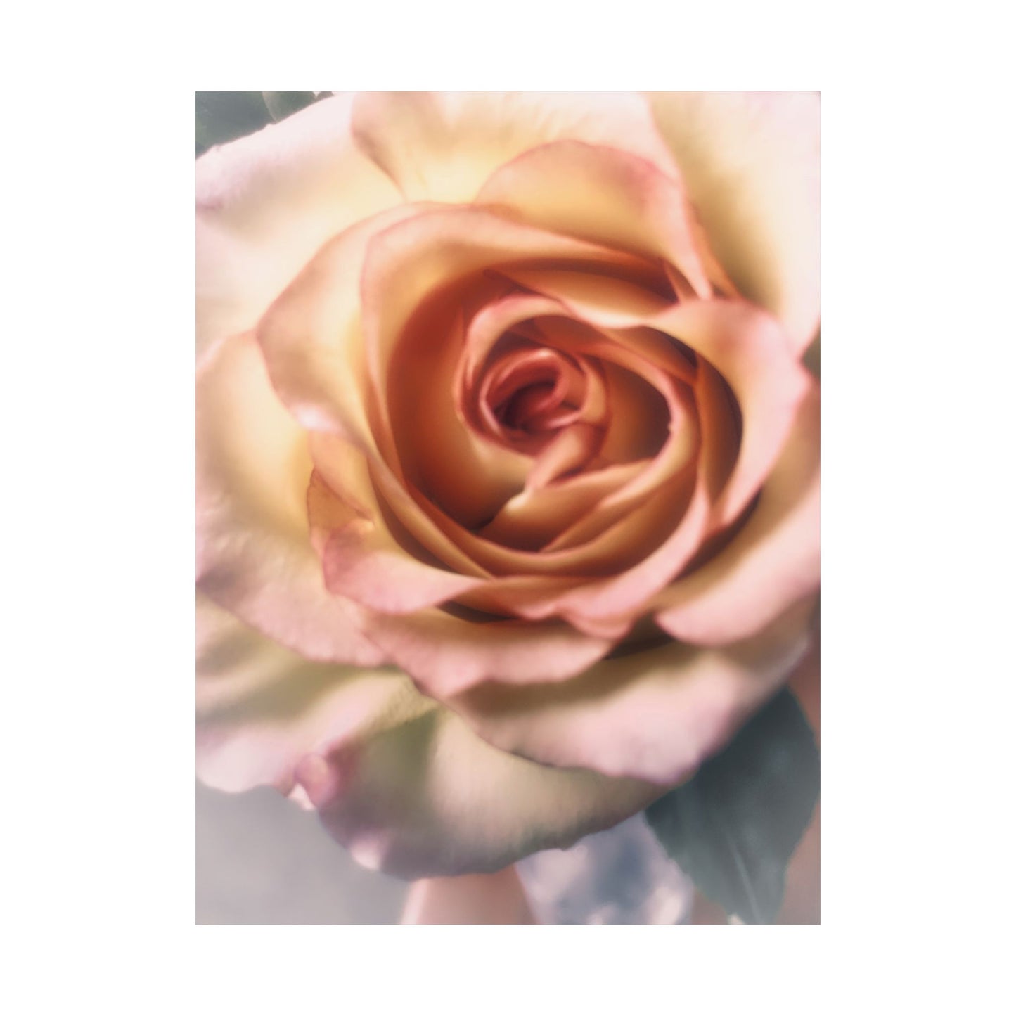 Romance Pink Rose Matte Posters