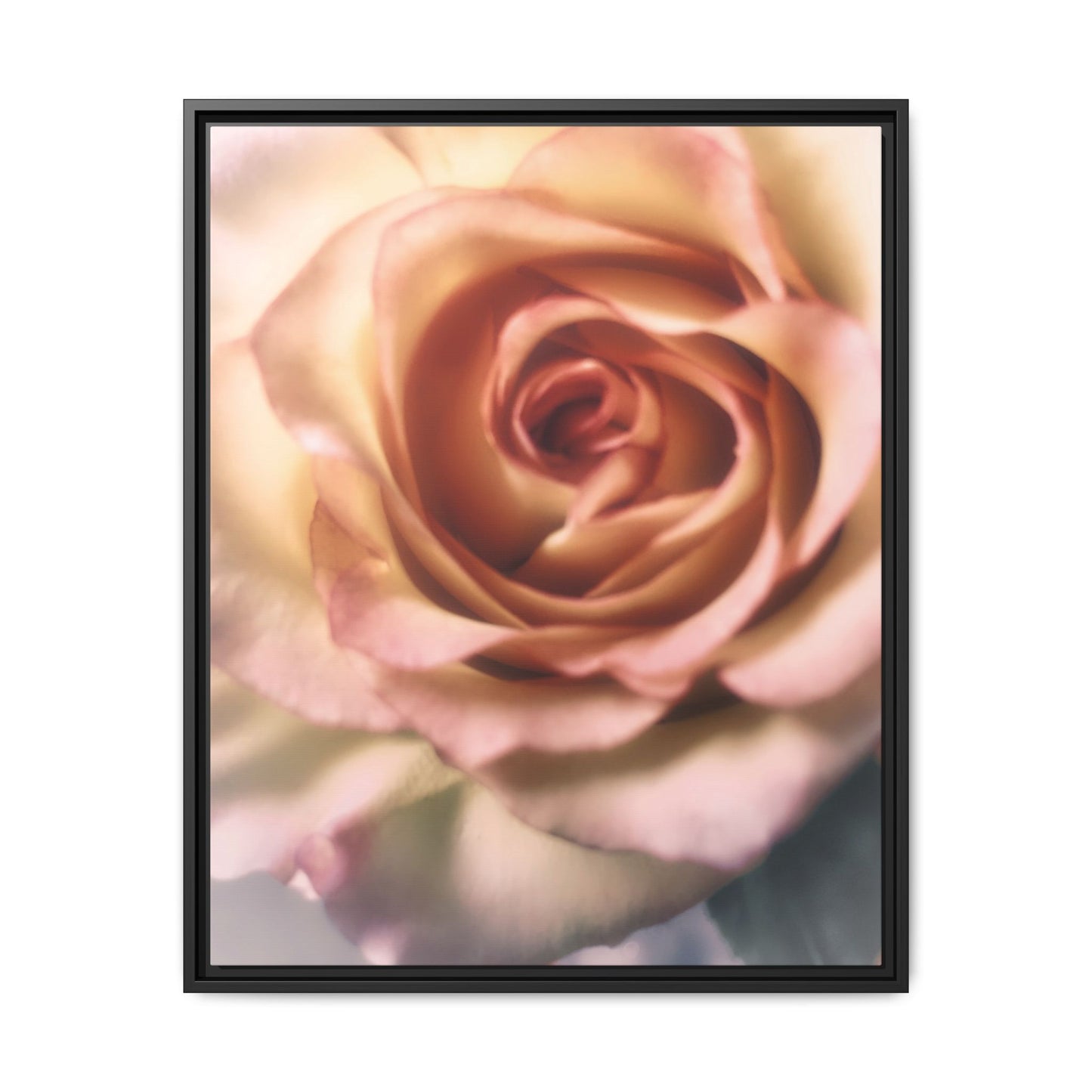 Romance Pink Rose Matte Framed Canvas