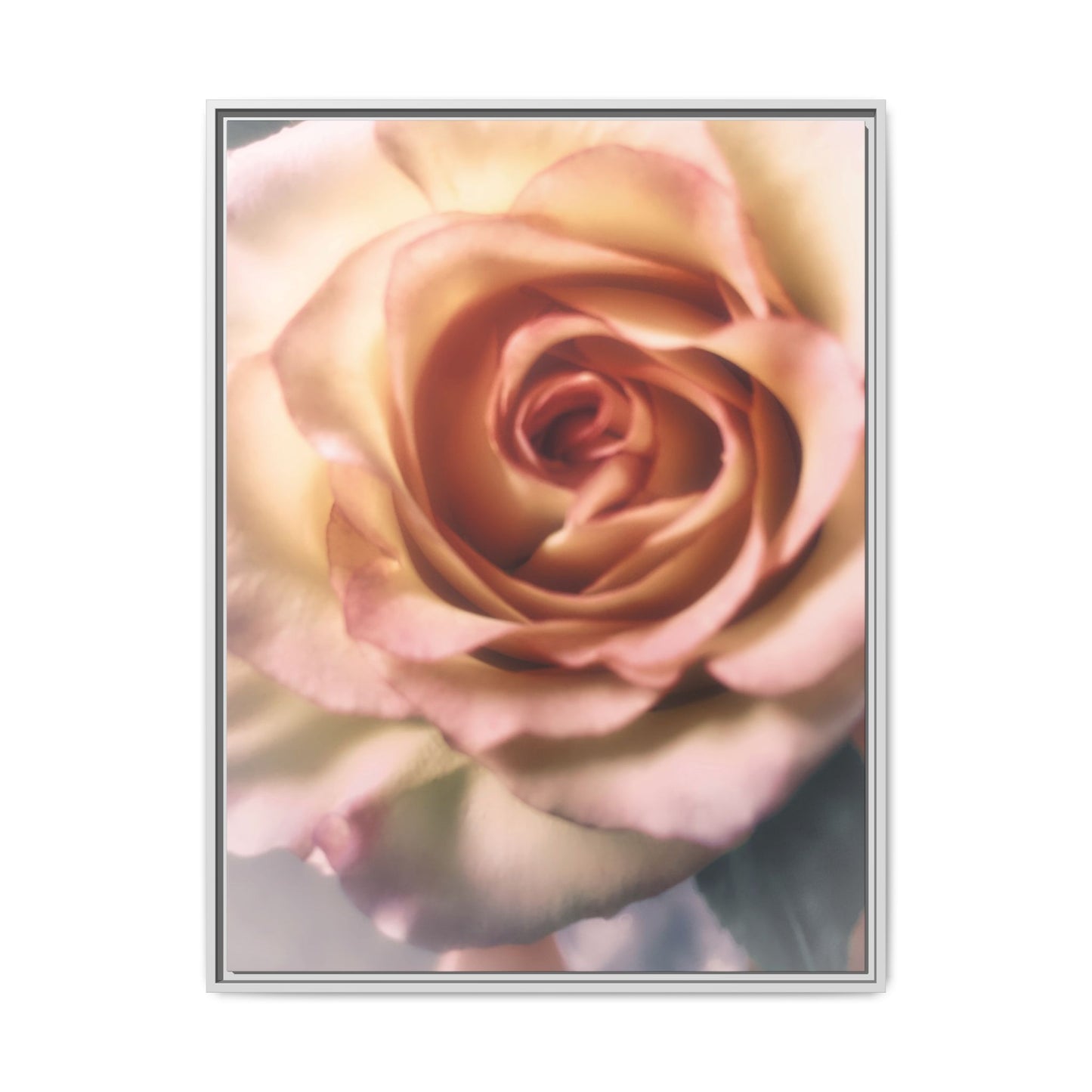 Romance Pink Rose Matte Framed Canvas