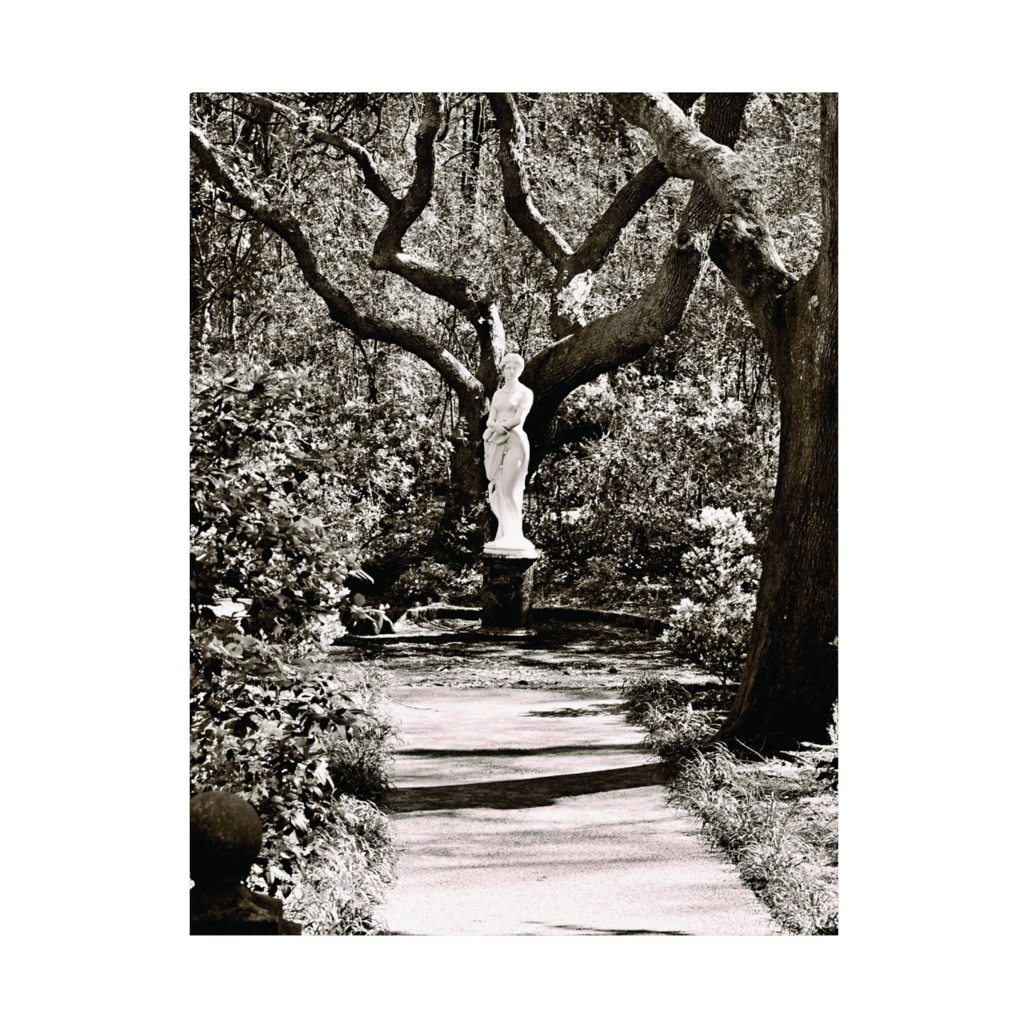 At the Center of the Garden Matte Posters