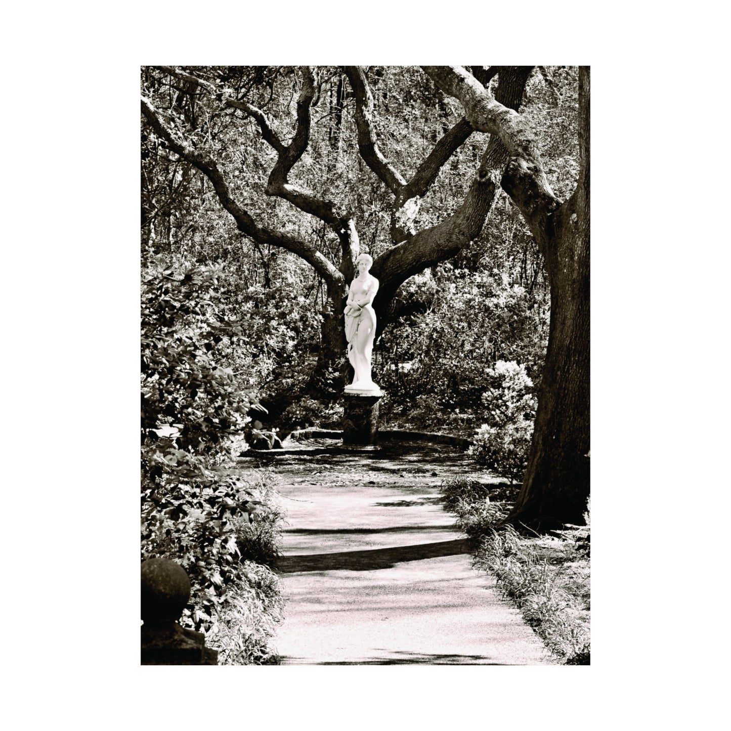 At the Center of the Garden Matte Posters