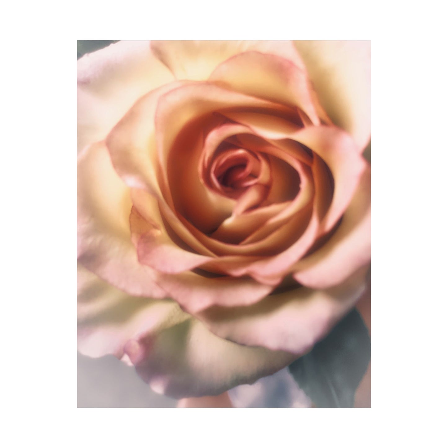 Romance Pink Rose Matte Posters