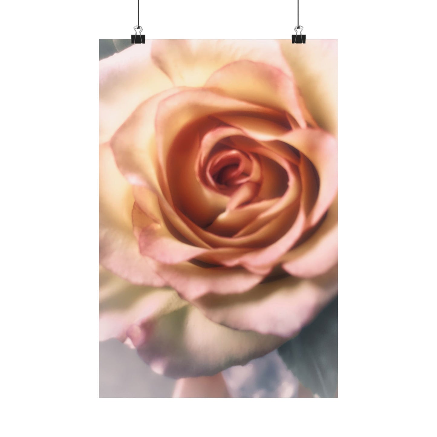 Romance Pink Rose Matte Posters