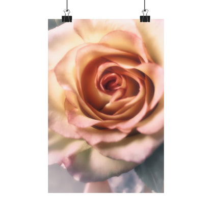 Romance Pink Rose Matte Posters