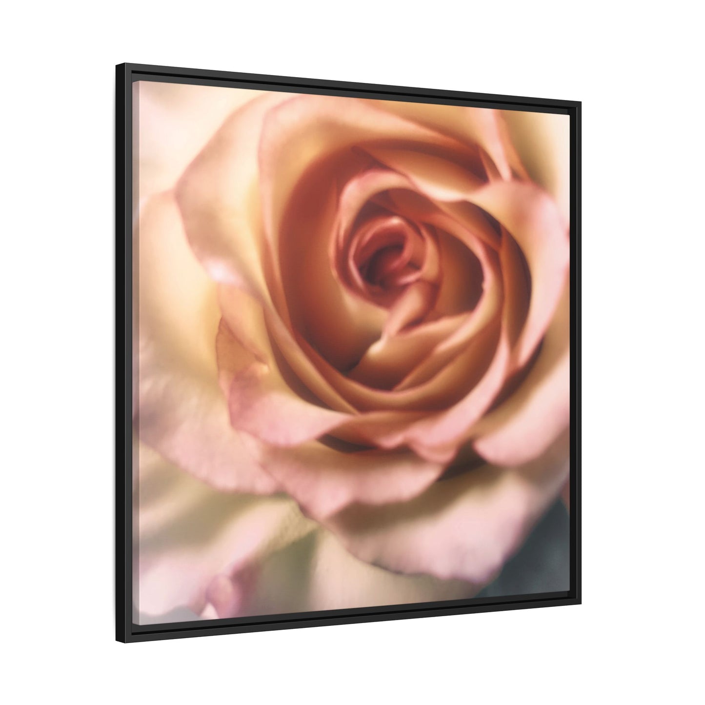 Romance Pink Rose Matte Framed Canvas