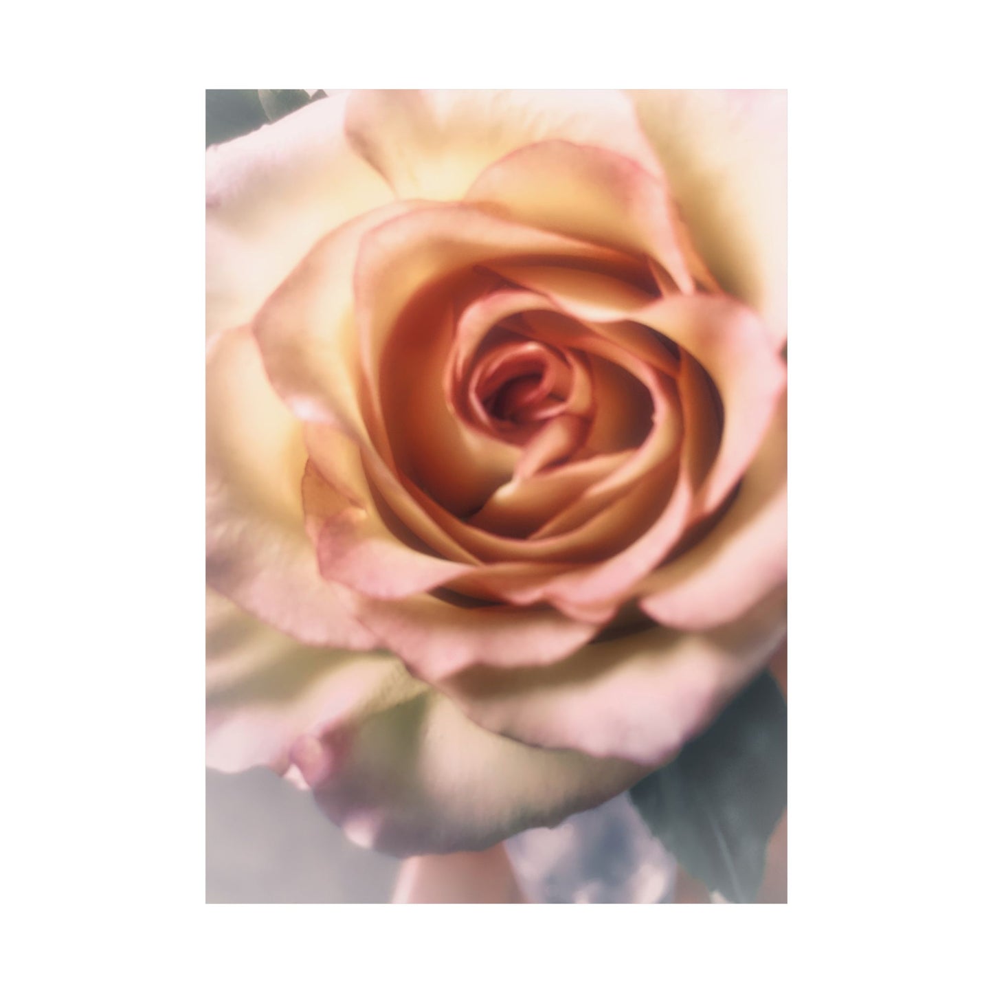 Romance Pink Rose Matte Posters