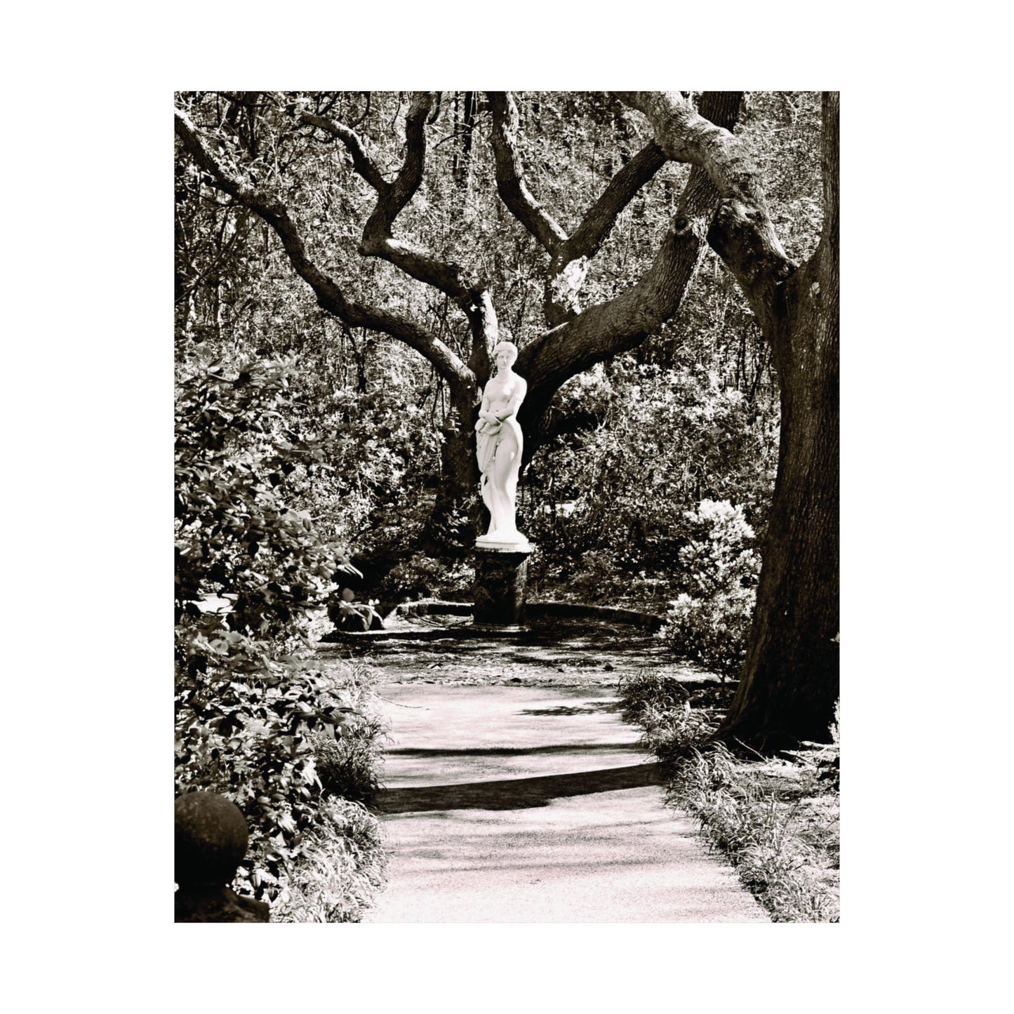 At the Center of the Garden Matte Posters