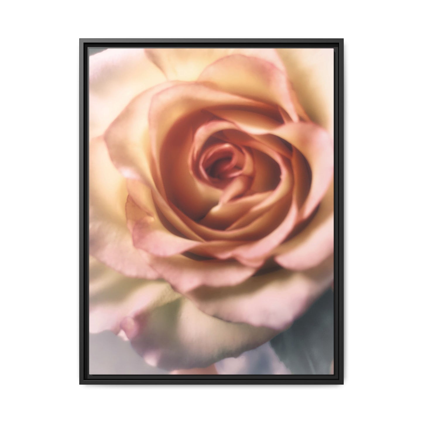 Romance Pink Rose Matte Framed Canvas