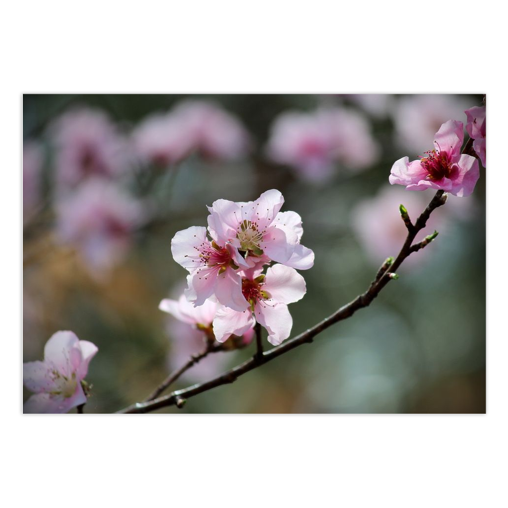 Peach Blossoms Folded Cards