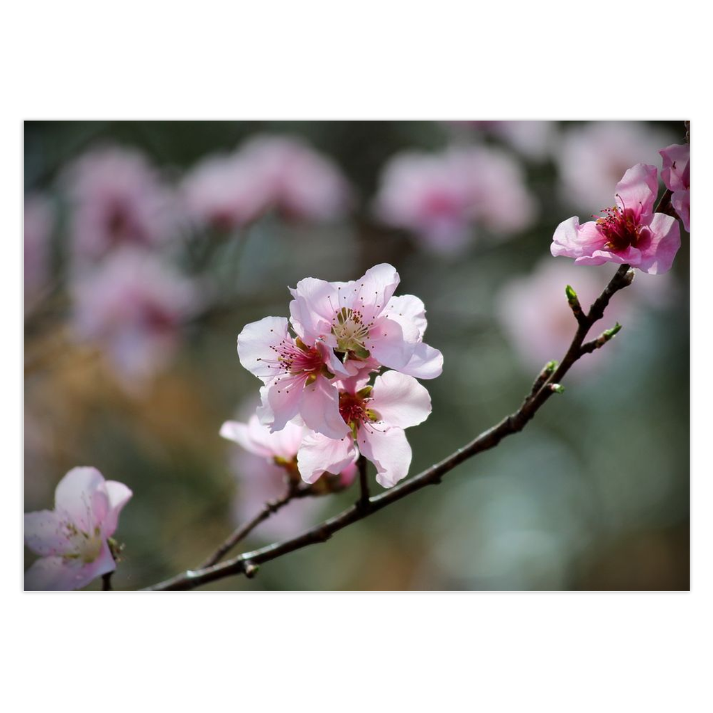 Peach Blossoms Folded Cards