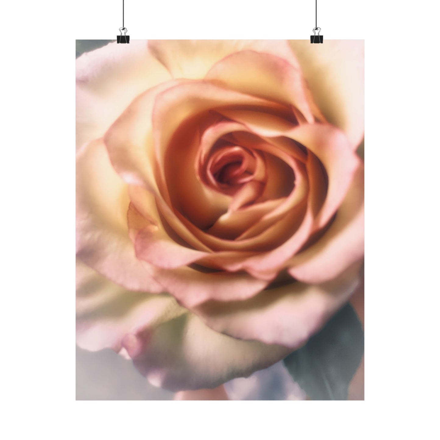 Romance Pink Rose Matte Posters