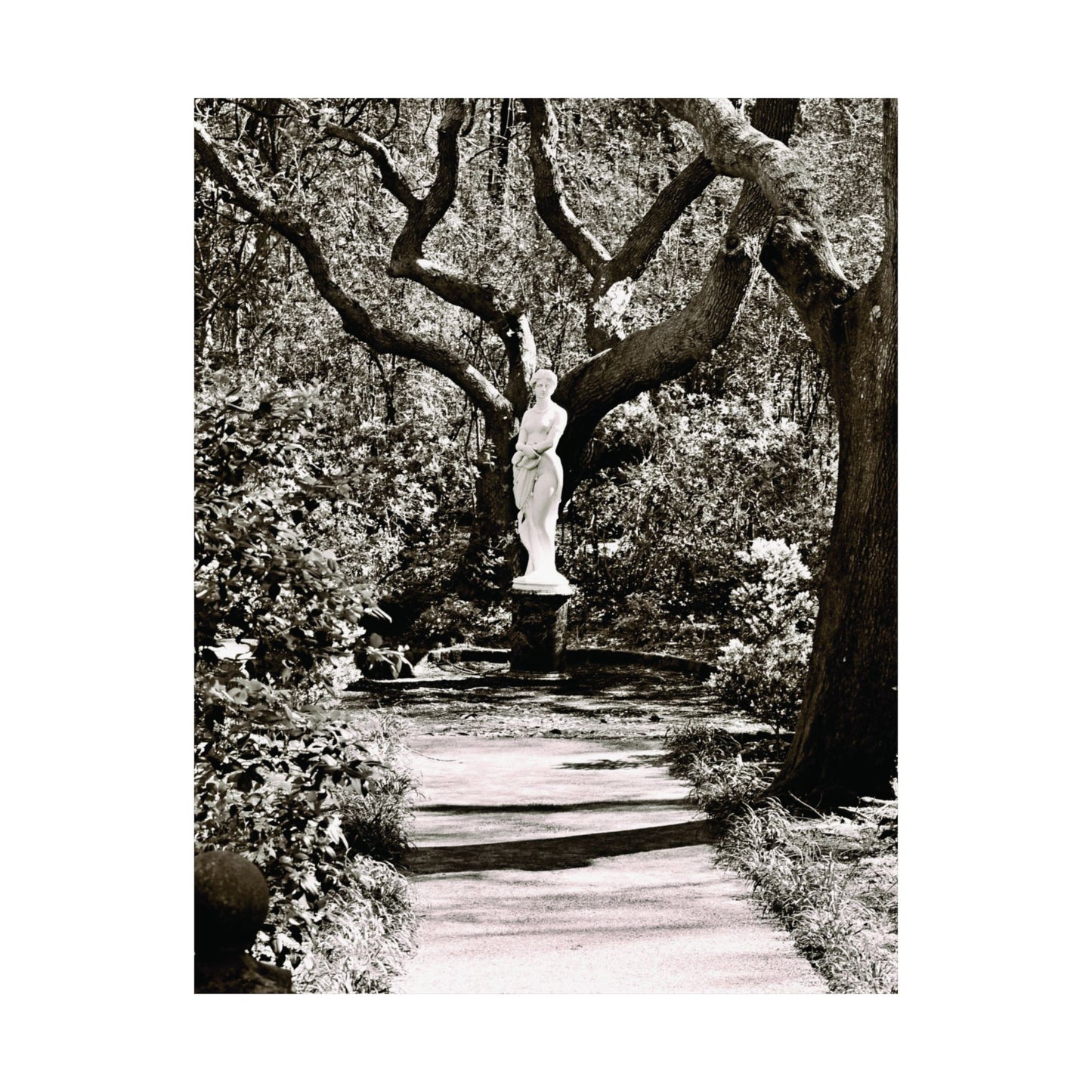 At the Center of the Garden Matte Posters