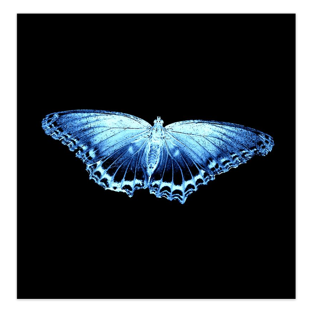 Blue Butterfly Folded Cards