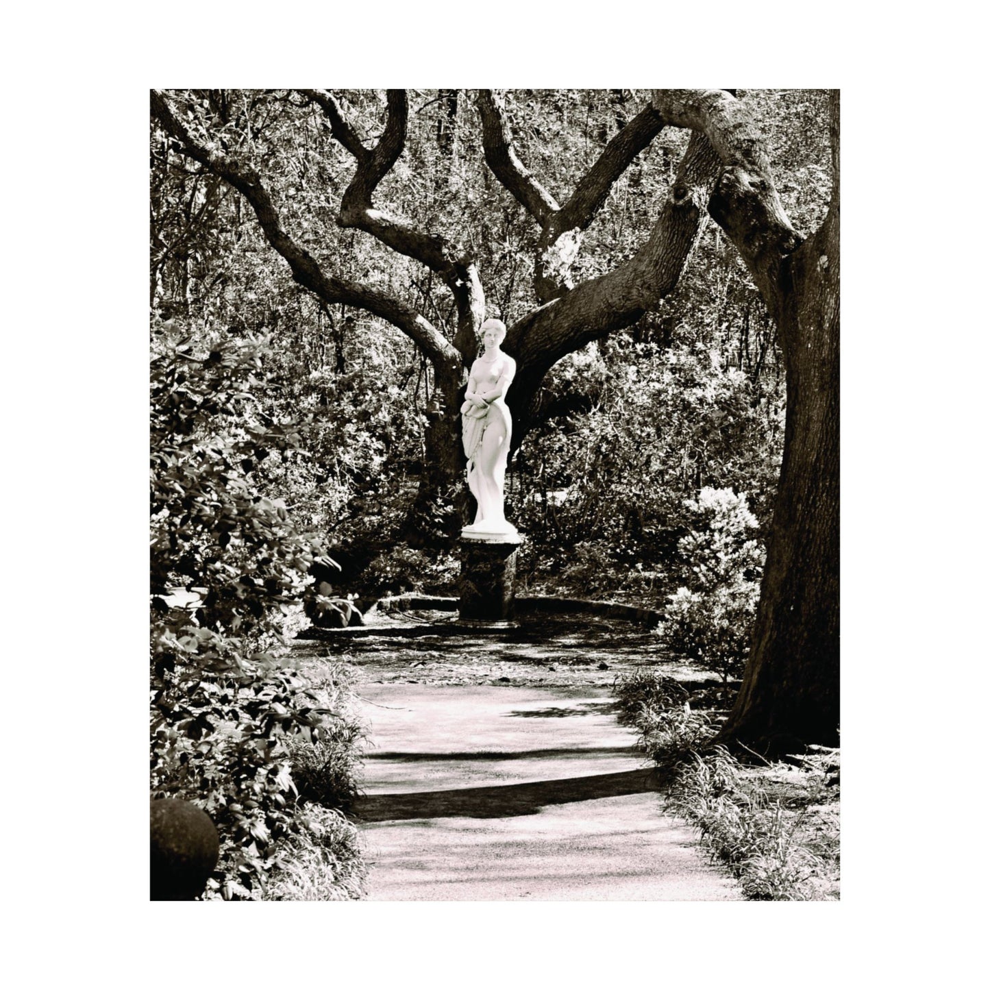 At the Center of the Garden Matte Posters