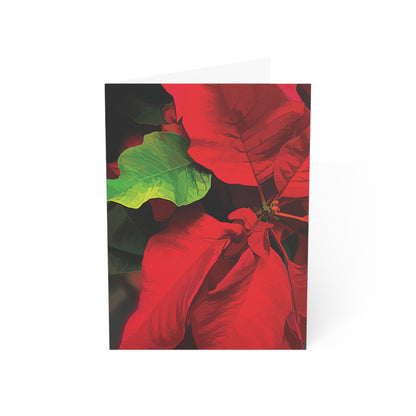 Poinsettia Blank Greeting Cards