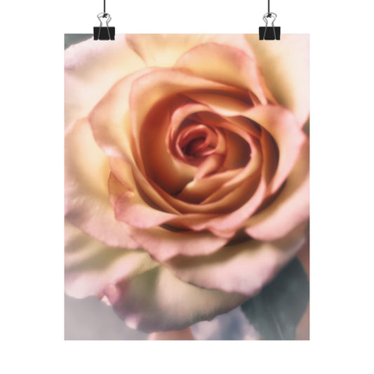 Romance Pink Rose Matte Posters