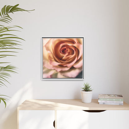 Romance Pink Rose Matte Framed Canvas