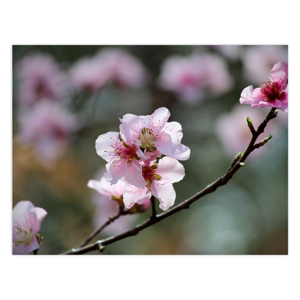 Peach Blossoms Folded Cards