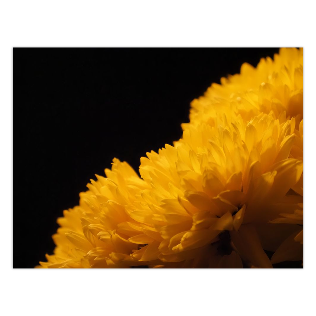 Yellow Chrysanthemum Folded Cards