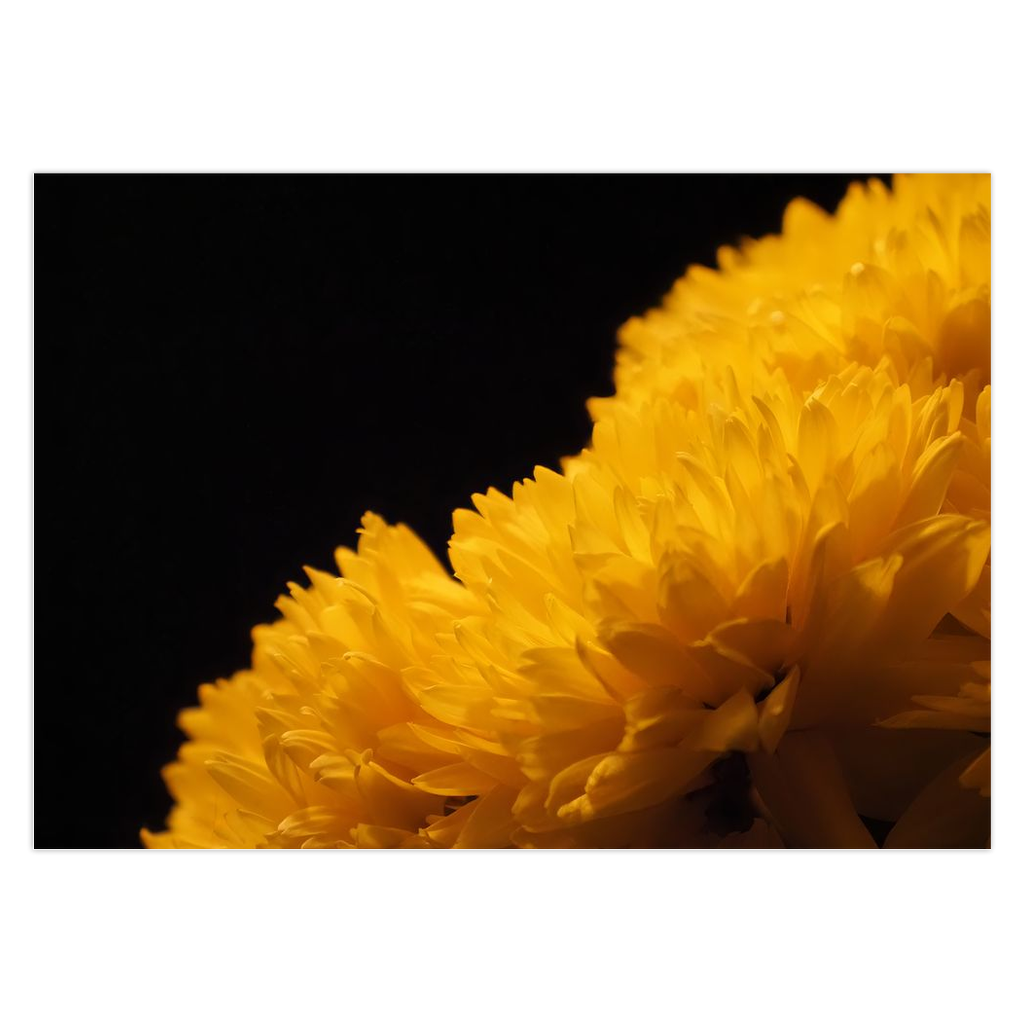 Yellow Chrysanthemum Folded Cards